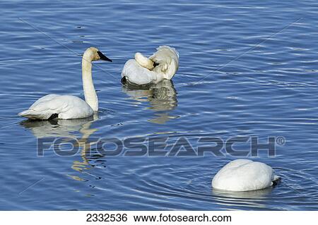 Trumpeter swans (cygnus buccinator) resting and feeding at marsh lake during spring migration; Yukon canada View Large Photo Image Stock Photograph - Trumpeter swans (cygnus buccinator) resting and feeding at marsh lake during spring migration; Yukon canada. Fotosearch