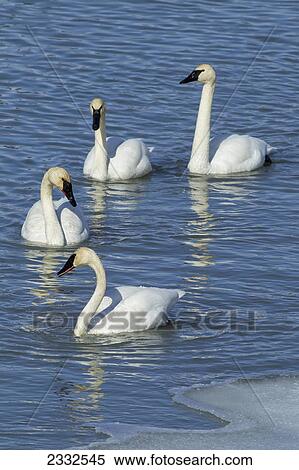 Trumpeter swans (cygnus buccinator) resting and feeding at marsh lake during spring migration; Yukon canada View Large Photo Image Stock Photography - Trumpeter swans (cygnus buccinator) resting and feeding at marsh lake during spring migration; Yukon canada. Fotosearch