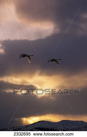 Trumpeter swans (cygnus buccinator) take to the air at sunset above marsh lake during spring migration; Yukon canada View Large Photo Image Stock Photography - Trumpeter swans (cygnus buccinator) take to the air at sunset above marsh lake during spring migration; Yukon canada. Fotosearch