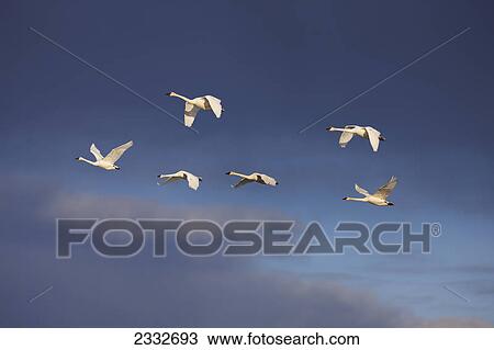 Trumpeter swans gain altitude as they make their way towards their next destination during spring migration; Yukon canada View Large Photo Image Stock Image - Trumpeter swans gain altitude as they make their way towards their next destination during spring migration; Yukon canada. Fotosearch