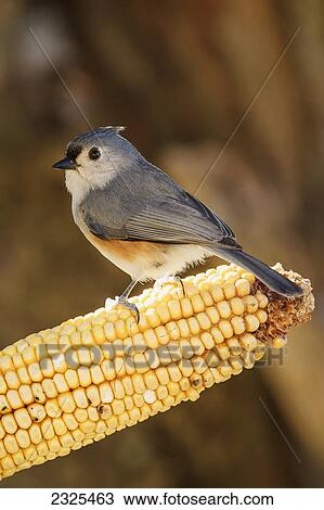 Stock Image - Tufted titmouse (baeolophus bicolor) sitting on a cob of corn; Ohio united states of america. Fotosearch