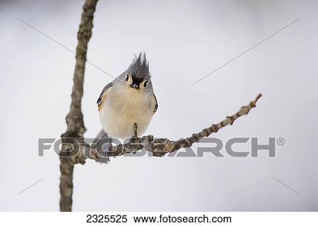 Tufted titmouse (baeolophus bicolor); Ohio united states of america View Large Photo Image Stock Photography - Tufted titmouse (baeolophus bicolor); Ohio united states of america. Fotosearch