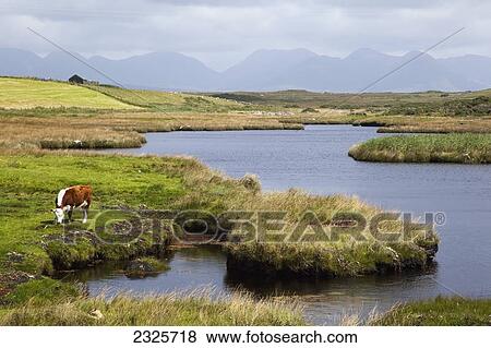 Twelve bens mountain range with a cow grazing along the water's edge near ballyconneely; County galway ireland View Large Photo Image Stock Photo - Twelve bens mountain range with a cow grazing along the water's edge near ballyconneely; County galway ireland. Fotosearch