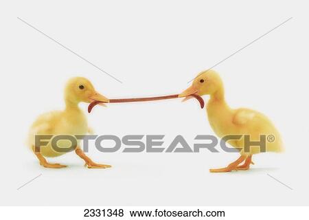 Stock Photo - Two baby ducklings fighting over a worm; British columbia canada. Fotosearch