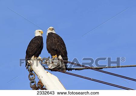 Two bald eagles rest on a perch aboard a commercial fishing vessel in auke bay on a winter afternoon; Juneau alaska united states of america View Large Photo Image Stock Image - Two bald eagles rest on a perch aboard a commercial fishing vessel in auke bay on a winter afternoon; Juneau alaska united states of america. Fotosearch