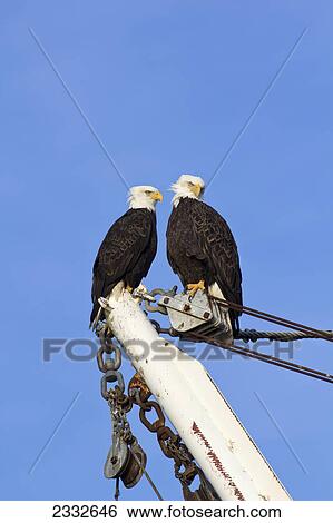 Two bald eagles rest on a perch aboard a commercial fishing vessel in auke bay on a winter afternoon; Juneau alaska united states of america View Large Photo Image Stock Photograph - Two bald eagles rest on a perch aboard a commercial fishing vessel in auke bay on a winter afternoon; Juneau alaska united states of america. Fotosearch