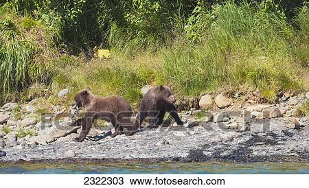 Two brown bear (ursus arctos) cubs playing by the water; Alaska united states of america View Large Photo Image Stock Image - Two brown bear (ursus arctos) cubs playing by the water; Alaska united states of america. Fotosearch