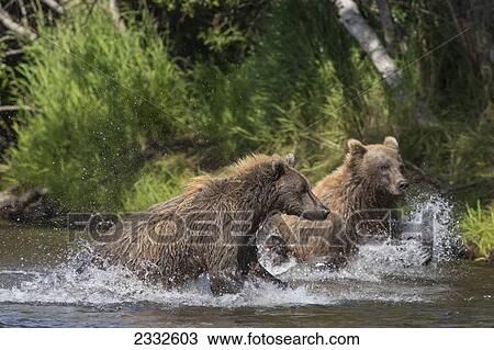 Two brown bears (ursus arctos) chase salmon in katmai national park; Alaska united states of america View Large Photo Image Stock Image - Two brown bears (ursus arctos) chase salmon in katmai national park; Alaska united states of america. Fotosearch