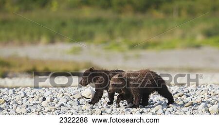 Two brown bears (ursus arctos) walking side by side; Alaska united states of america View Large Photo Image Stock Photo - Two brown bears (ursus arctos) walking side by side; Alaska united states of america. Fotosearch