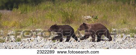 Stock Photo - Two brown bears (ursus arctos) walking together; Alaska united states of america. Fotosearch