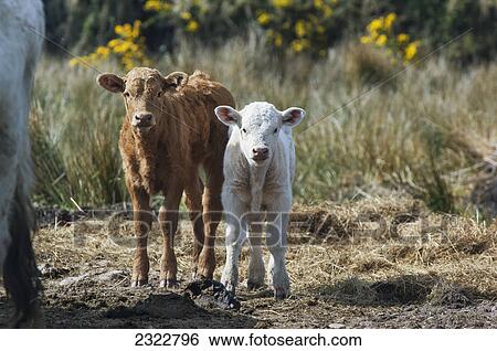 Stock Photograph - Two calves; Iveragh peninsula county kerry ireland. Fotosearch