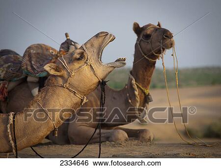 Two camels sitting on the ground; Jaisalmer, India View Large Photo Image Stock Photograph - Two camels sitting on the ground; Jaisalmer, India. Fotosearch