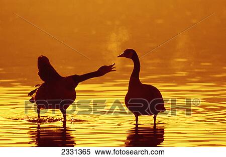 Two canadian geese standing in water at sunset one womanking at the other one; British columbia canada View Large Photo Image Stock Photography - Two canadian geese standing in water at sunset one womanking at the other one; British columbia canada. Fotosearch