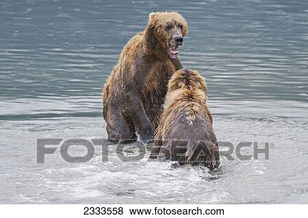 Two coastal brown bears face-off in an aggressive stance in horn river at chinitna bay lake clark national park and preserve; Alaska united states of america View Large Photo Image Stock Photo - Two coastal brown bears face-off in an aggressive stance in horn river at chinitna bay lake clark national park and preserve; Alaska united states of america. Fotosearch