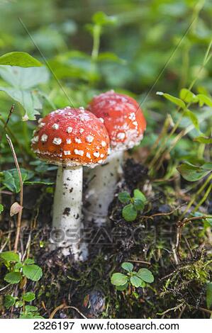 Stock Photo - Two colorful amanita muscaria commonly known as the fly agaric or fly amanita mushroom growing in the woods alongside byers lake denali state park; Alaska united states of america. Fotosearch