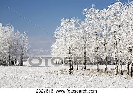 Stock Photograph - Two groupings of frost covered trees in a snow covered field with mountains in the background and blue sky; Alberta canada. Fotosearch