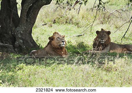 Two Lions Lay In The Shade In The Maasai Mara National Reserve; Maasai Mara Kenya View Large Photo Image Picture - Two Lions Lay In The Shade In The Maasai Mara National Reserve; Maasai Mara Kenya. Fotosearch