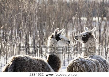 Stock Image - Two llamas with trees in a snow covered area; Alberta canada. Fotosearch