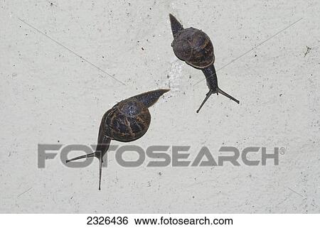 Two snails on a wall; Clovely north devon england View Large Photo Image Stock Photograph - Two snails on a wall; Clovely north devon england. Fotosearch