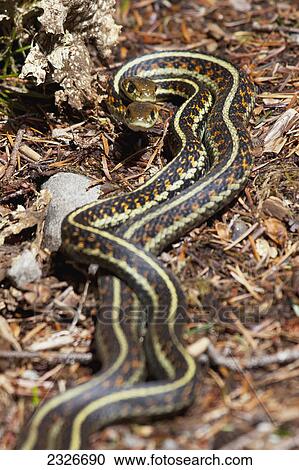 Two snakes intertwined on the forest floor; Washington united states of america View Large Photo Image Stock Image - Two snakes intertwined on the forest floor; Washington united states of america. Fotosearch