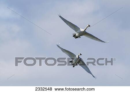 Two trumpeter swans (cygnus buccinator) set their wings as they decend to marsh lake during spring migration; Yukon canada View Large Photo Image Stock Photo - Two trumpeter swans (cygnus buccinator) set their wings as they decend to marsh lake during spring migration; Yukon canada. Fotosearch