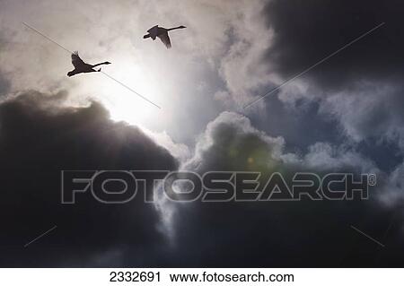 Two trumpeter swans gain altitude as they make their way towards their next destination during spring migration; Yukon canada View Large Photo Image Stock Image - Two trumpeter swans gain altitude as they make their way towards their next destination during spring migration; Yukon canada. Fotosearch