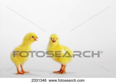 Two yellow baby chicks chirping; British columbia canada View Large Photo Image Stock Photograph - Two yellow baby chicks chirping; British columbia canada. Fotosearch