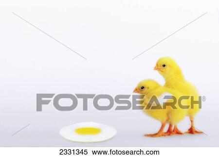 Stock Photography - Two yellow baby chicks looking at fried egg; British columbia canada. Fotosearch