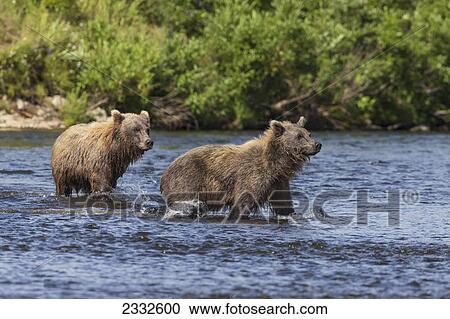 Two young brown bears wade across a stream in katmai national park watching for sockeye salmon; Alaska united states of america View Large Photo Image Stock Image - Two young brown bears wade across a stream in katmai national park watching for sockeye salmon; Alaska united states of america. Fotosearch