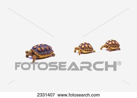 Two young red-legged turtles following mother turtle; Vancouver british columbia canada View Large Photo Image Stock Photo - Two young red-legged turtles following mother turtle; Vancouver british columbia canada. Fotosearch