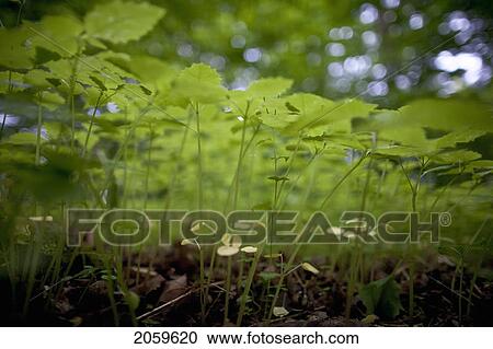 Stock Image - Undergrowth In Forest Along The Bruce Trail; Ground Cover. Fotosearch