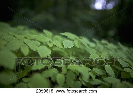Stock Photo - Undergrowth In Forest Along The Bruce Trail; Ground Cover. Fotosearch