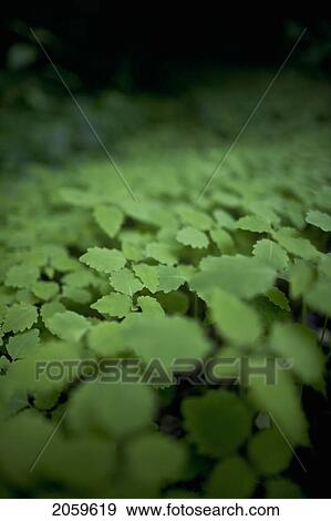 Stock Photo - Undergrowth In Forest Along The Bruce Trail; Ground Cover. Fotosearch
