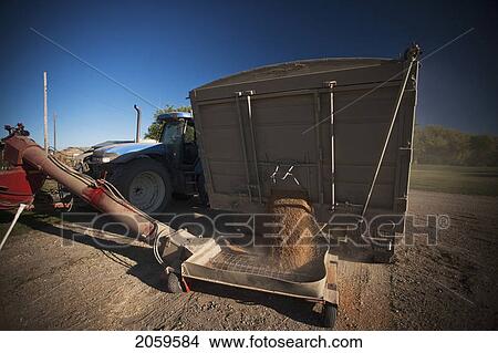 Unloading Grain Truck, Redvers, Saskatchewan, Canada View Large Photo Image Picture - Unloading Grain Truck, Redvers, Saskatchewan, Canada. Fotosearch