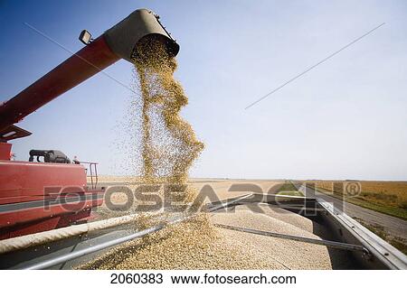 Unloading Lentils Into Truck, Saskatchewan View Large Photo Image Stock Image - Unloading Lentils Into Truck, Saskatchewan. Fotosearch