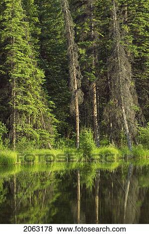 View Across The Marsh From The Marsh Boardwalk At The Cave And Basin, Banff National Park, Alberta, Canda View Large Photo Image Stock Photo - View Across The Marsh From The Marsh Boardwalk At The Cave And Basin, Banff National Park, Alberta, Canda. Fotosearch