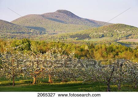 View Of Apple Orchard In Bloom And Pinacle Mountain At Sunset, Eastern Townships, Quebec, Canada. View Large Photo Image Stock Photo - View Of Apple Orchard In Bloom And Pinacle Mountain At Sunset, Eastern Townships, Quebec, Canada.. Fotosearch