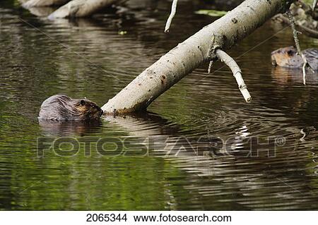Picture - View Of Beaver, Chaudiere-Appalaches Region., Quebec, Canada. Fotosearch