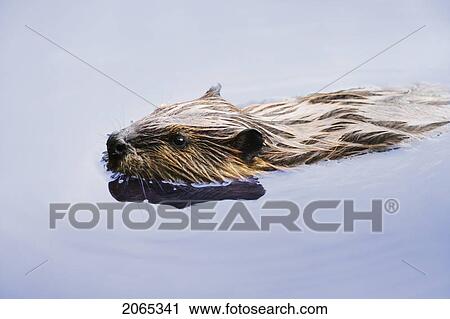 View Of Beaver, Chaudiere-Appalaches Region., Quebec, Canada View Large Photo Image Stock Image - View Of Beaver, Chaudiere-Appalaches Region., Quebec, Canada. Fotosearch