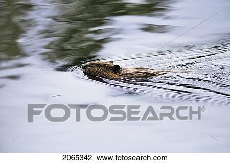 Stock Image - View Of Beaver, Chaudiere-Appalaches Region., Quebec, Canada. Fotosearch