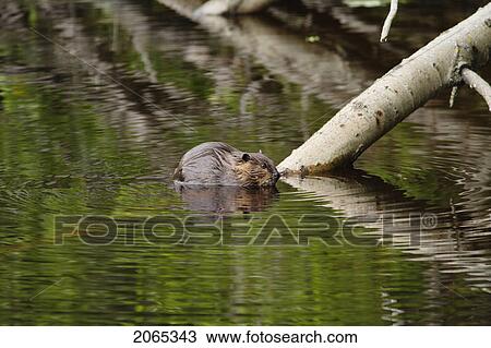 View Of Beaver, Chaudiere-Appalaches Region., Quebec, Canada View Large Photo Image Stock Image - View Of Beaver, Chaudiere-Appalaches Region., Quebec, Canada. Fotosearch