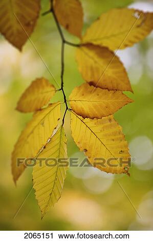 View Of Beech Leaves, Bas-Saint-Laurent Region, Quebec. View Large Photo Image Stock Image - View Of Beech Leaves, Bas-Saint-Laurent Region, Quebec.. Fotosearch