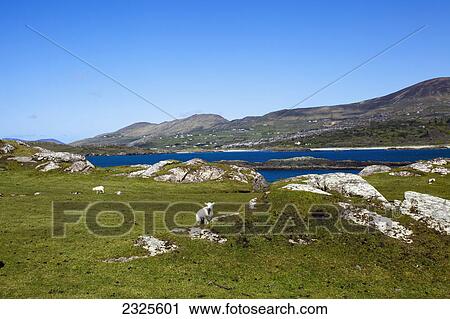View of caherdaniel from lambs head with sheep grazing in a grassy field; County kerry ireland View Large Photo Image Stock Image - View of caherdaniel from lambs head with sheep grazing in a grassy field; County kerry ireland. Fotosearch