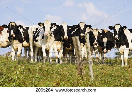View Of Cows, Bas-Saint-Laurent Region, Quebec, Canada View Large Photo Image Picture - View Of Cows, Bas-Saint-Laurent Region, Quebec, Canada. Fotosearch