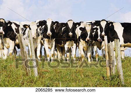 View Of Cows, Bas-Saint-Laurent Region, Quebec, Canada View Large Photo Image Stock Photography - View Of Cows, Bas-Saint-Laurent Region, Quebec, Canada. Fotosearch