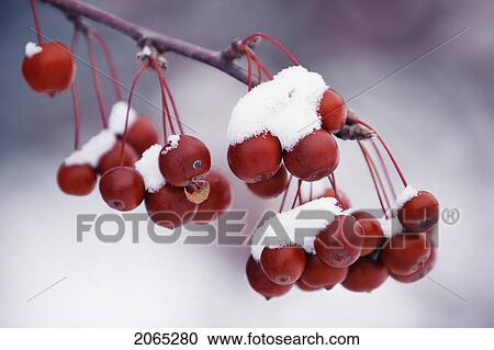 View Of Crab Apples Fruit And Snow, Monteregie Region, Brossard, Quebec, Canada. View Large Photo Image Stock Image - View Of Crab Apples Fruit And Snow, Monteregie Region, Brossard, Quebec, Canada.. Fotosearch