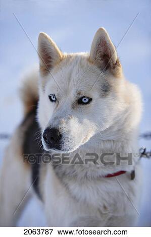 Stock Photo - View Of Dog Sled, Marsoui, Gaspesie, Quebec. Fotosearch
