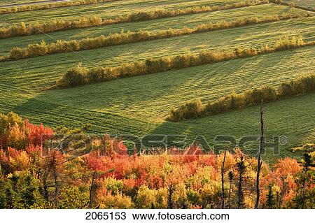 Stock Image - View Of Fall Colours And Field At Sunrise, Bas-Saint-Laurent Region, Saint-Germain-De-Kamouraska, Quebec. Fotosearch
