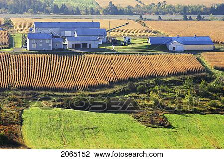 View Of Farms And Fields At Sunrise, Bas-Saint-Laurent Region, Quebec. View Large Photo Image Stock Image - View Of Farms And Fields At Sunrise, Bas-Saint-Laurent Region, Quebec.. Fotosearch