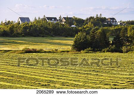 View Of Fields And Houses At Sunset, Bas-Saint-Laurent Region, Quebec, Canada View Large Photo Image Stock Photo - View Of Fields And Houses At Sunset, Bas-Saint-Laurent Region, Quebec, Canada. Fotosearch